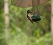 WildlifeWestWoodHills 2014 06 22 002